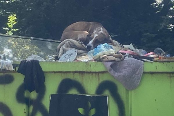 S.C. Rescue Saves Dog Left in Dumpster from Being Put Down: She Wants ‘to Be Given a Chance’ (Exclusive)