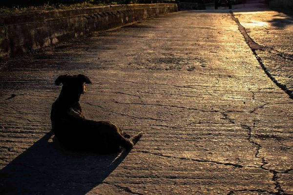 Decomposing Body Discovered in California After Dog Finds Head and Carries It onto Sidewalk: Reports