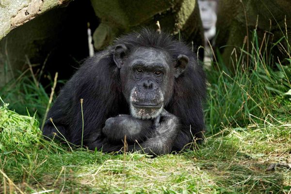 Oldest Living Chimp in Human Care Dead at 62