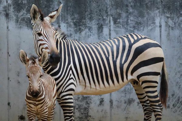 Disney World Welcomes 4 Baby Zebras in ‘Stripe-tacular Summer’ at Animal Kingdom Park