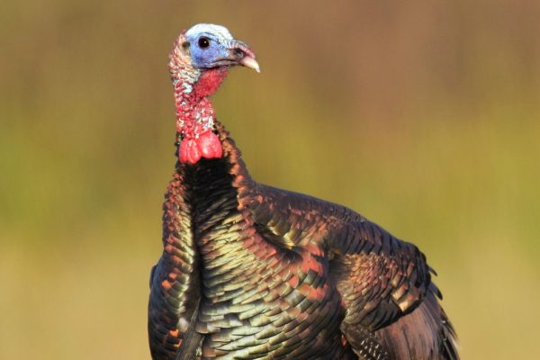 Turkey Attacks Car on Boston Street in Viral Video: ‘Not on My List of Things to Be Prepared for in the City