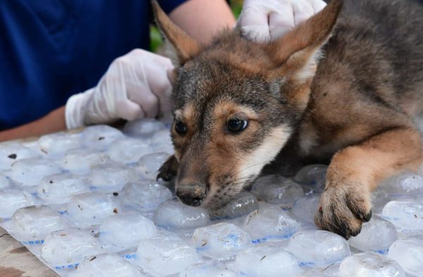 4 of the World’s Most Endangered Wolf Pups Born at the St. Louis Zoo: ‘Each Birth Is an Achievement’