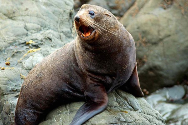 Cape Town Is Dealing with Rare Rabies Outbreak in Seal Population: ‘We Think Quite a Few People Have Been Bitten’