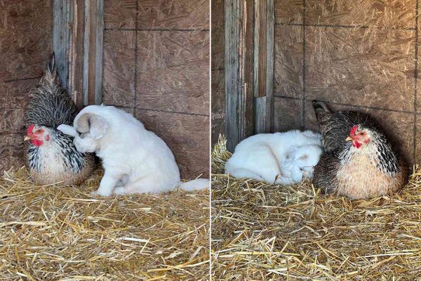 Hen Eager to Welcome Chicks Loses All Her Eggs. Then She Becomes a ‘Mother’ to 10 Puppies (Exclusive)