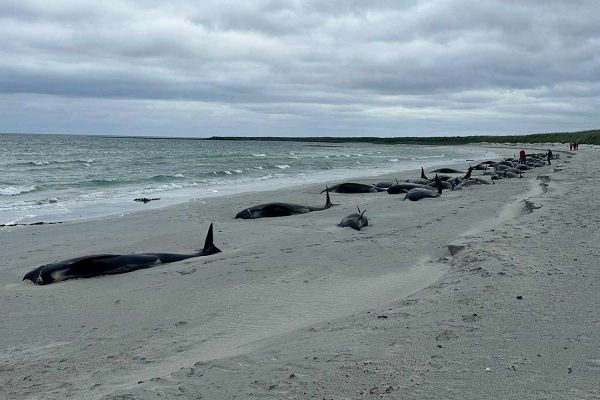 Over 70 Whales Dead After Becoming Stranded on Orkney: An ‘Incredibly Difficult Situation’