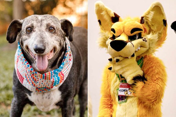 ‘Furries’ Raise Over $100,000 for Homeless Senior Pets at Pittsburgh Convention