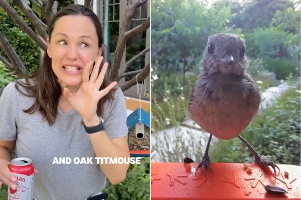 Jennifer Garner Jokingly Starts Bird ‘Modeling Agency’ After Becoming a Bird Watcher: ‘They’re Gorgeous’