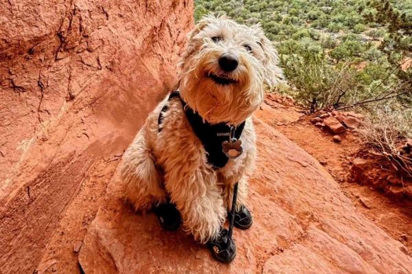 Dog on a Year-Long RV Adventure with His Family Has the Sweetest Smile You’ll Ever See