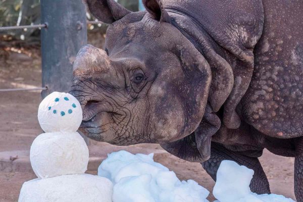 Arizona Zoo Animals Celebrate ‘Summer Snow Day’ with 10 Tons of Ice amid 109-Degree Heat