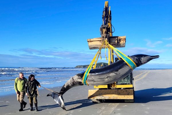 World’s Rarest Whale May Have Washed Ashore in New Zealand: ‘Next to Nothing Is Known About Them’