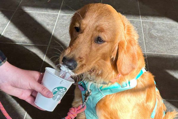 Mom Defends Getting Her Daughter a Free Starbucks Pup Cup: ‘What Is the Difference?’ (Exclusive)