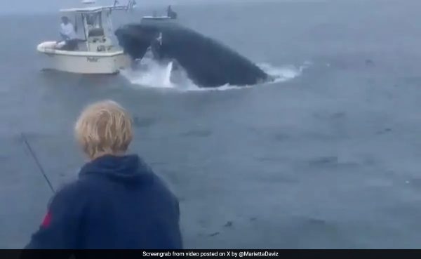 Watch: Whale Breaches Right Onto Boat, Throws People Into Ocean