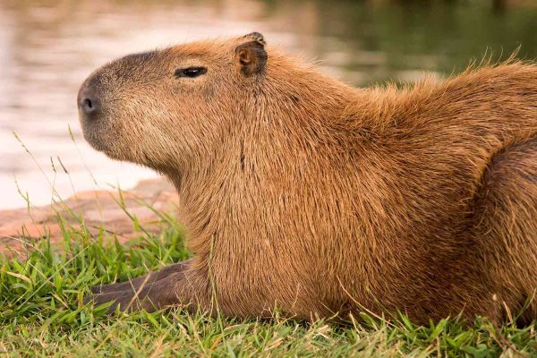 Runaway Zoo Capybara Spotted Frolicking in Field Days After Her Escape: ‘Living Her Best Life’