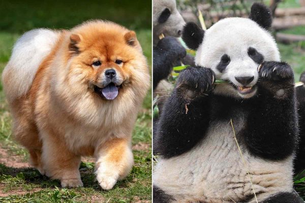 Zoo in China Reveals Its ‘Pandas’ Are Painted Dogs, Claims They’re Still a Top Attraction