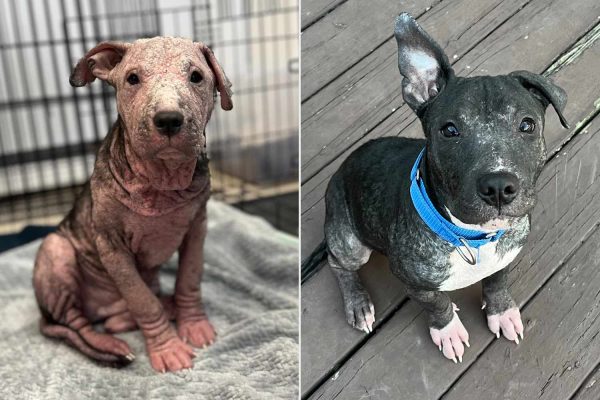 ‘Crusty’ Puppy at Risk of Euthanasia Due to Severe Mange Recovers and Reveals ‘Goofy’ Side (Exclusive)