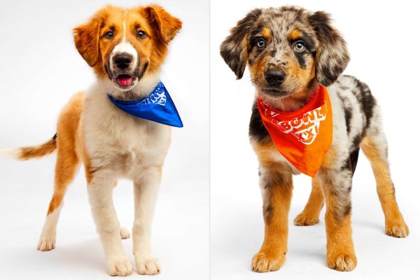 Puppy Bowl 2025 Is Almost Here! And it Will Be Packed with a Record-Breaking 142 Adoptable Pups