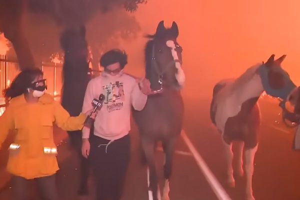 Rescuers Save Horses amid Flames and Flying Embers During L.A. Fires: ‘We’re Not Going to Let Them Burn’